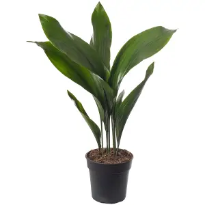 Aspidistra Elatior - Hardy and Low-Maintenance Indoor Plant for Interior Spaces (50-60cm Height Including Pot)