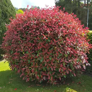 Photinia Red Robin Garden Plant - Vibrant Red New Growth, Compact Size (20-40cm, 10 Plants)