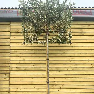 Silverberry Oleaster Pleached Tree with Staking Kit - 200cm Stem and 12cm Girth