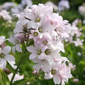 Loddon Anna Milky Bellflower Perennials Flowering Plants Campanula 2L Pot