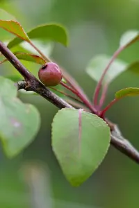 Lincolnshire Fruits  Malus Rudolph Bareroot 7 Litre 1.5m Tree