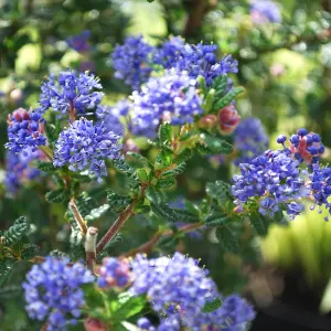 Ceanothus Puget Blue - Outdoor Flowering Shrub, Ideal for UK Gardens, Compact Size (15-30cm Height Including Pot)