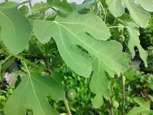 Ficus Fig Tree Mix x3 Plants - Varieties Like Brown Turkey - Rouge De Bordeaux