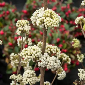 YouGarden Callicarpa 'Magical Snowstar' Beautyberry, Established Plant in 3L Pot, Ready to Plant