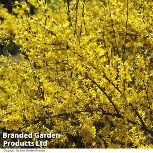 Forsythia Intermedia 1 BR 60/90