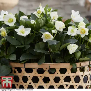 Helleborus Christmas Carol 12cm Potted  Plant x 1