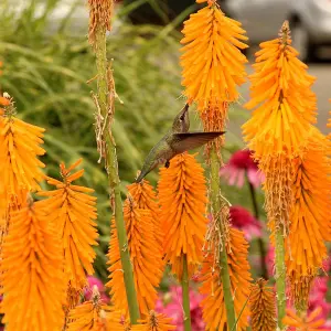 Kniphofia Mango Popsicle Garden Plant - Vibrant Orange Flowers, Compact Size (15-25cm Height Including Pot)