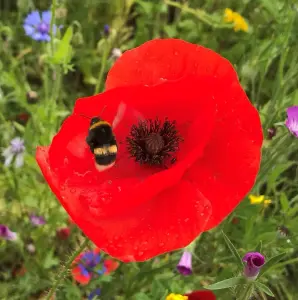 Pegdev - PDL 500g Red Poppy Wild Flower Seeds - Common Seed - Flanders, Corn, Papaver Rhoeas Seed for Stunning Summer Blooms