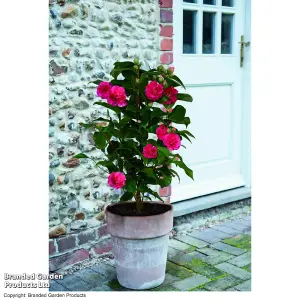 Gift Camellia Blooming Wonder White 15cm Pot x 2