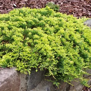 Juniperus Golden Carpet - Low-Spreading Evergreen Ground Cover (15-30cm Height Including Pot)