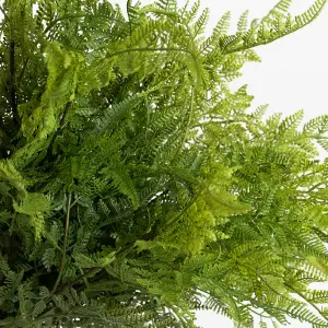 Blooming Artificial - 12-Pack of Faux Forest Fern Stems - Indoor Use