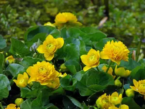 Lincolnshire Pond Plants Ltd Marginal Plants - Pond Plants (Caltha Palustris 'Plena') - 9cm Bareroot