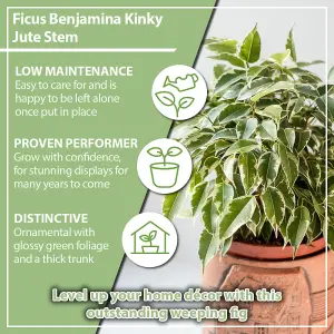 House Plant Weeping Figs, Set of Six Ficus benjamina Kinky with Jute Stem, Indoor Plants in 12cm Pots, For Home, Office or Living