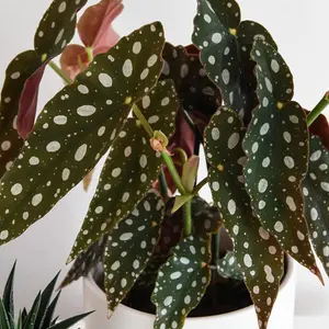 Houseplant Begonia Maculata - 1 Plant (12cm Pot)