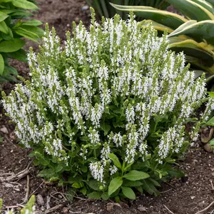 Gardeners Dream Salvia BumbleSnow (9cm)