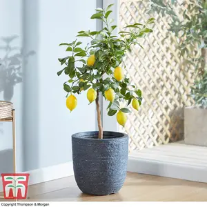 Citrus Fruit Lemon Potted Plant x 1