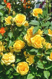 Rose Bush Keep Smiling - Floribunda Yellow Rose Bush for The Garden in a 3 Litre Pot