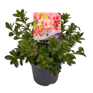 Azalea Anne Frank - Evergreen Shrub, Spring Blooms (20-30cm Height Including Pot)