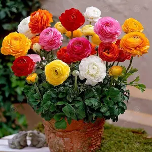 Ranunculus Flowering Bulbs - Vibrant Spring Blooms (50 Pack)