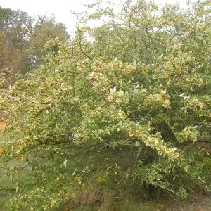 Cotoneaster Rothschildianus Tree - Clusters of Yellow Berries, White Flowers (5-6ft)