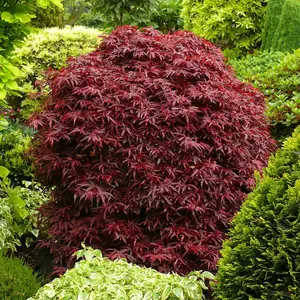 Acer Shaina - Dwarf Japanese Maple, Outdoor Plant, Ideal for Gardens, Compact Size (50-70cm Height Including Pot)