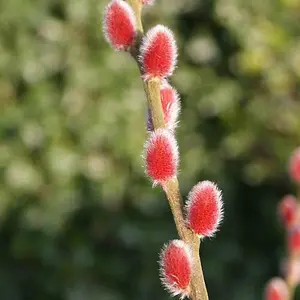 1 x Japanese Pink catkins Willow, Salix gracilistyla 'Mount Aso' in a 9cm Pot Goat Willow Tree for Garden Willow Trees for Gardens