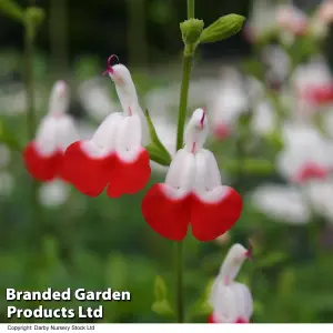 Salvia Greggii Hotlips 3 Litre Potted Plant x 1