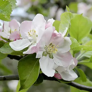 Bramley Apple Patio Fruit Tree in a 5L Pot Grow Your Own Fruit Tree in Gardens Grow Your Own Apples