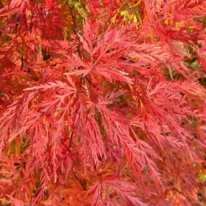 Acer Emerald Lace - Fine Filigree Foliage, Outdoor Plant, Ideal for Gardens, Compact Size (80-100cm Height Including Pot)