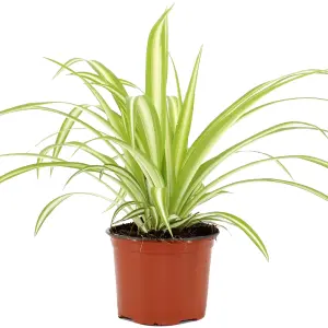 Chlorophytum variegatum: Variegated Spider Plant, Air-Purifying Indoor Accent (20-30cm, 12cm Pot)