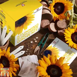 Seed Grow Kit - Stunning Sunflower - 1 Pack - Ideal Gift