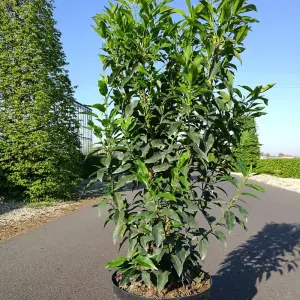 Prunus Lusitanica Angustifolia 3 Litre Potted Plant x 1