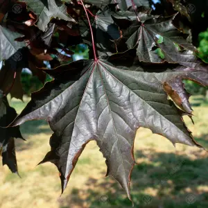 Acer Crimson King Tree - Rich Burgundy Foliage, Compact Size, Hardy (5-6ft)