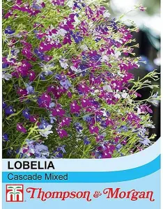 Lobelia Cascade Mix 1 Seed Packet (1000+ Seeds)