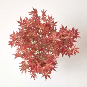 Homescapes Acer Tree in Pot, 90 cm Tall