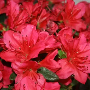 Azalea Red - Evergreen Shrub, Exquisite Red Blooms (20-40cm Height Including Pot)