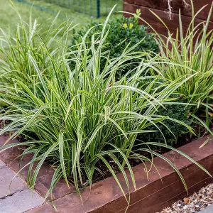 6 x Ornamental Grasses in 9cm Pots - Varieties Like Carex - Festuca - Imperata