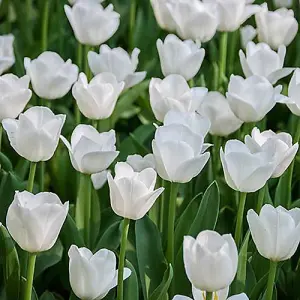 Tulip 'Triumph White' 20 bulbs size 10/11