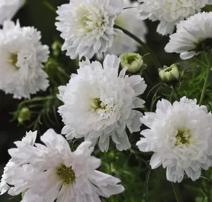 Cosmos Double Click Snow Puff 1 Seed Packet (50 Seeds)