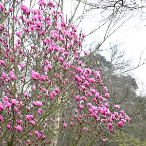 Susan Outdoor Shrub Plant Magnolia Flowering Tree Bush 12L Pot 80cm - 100cm