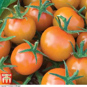 Tomato Sungold F1 Hybrid 1 Seed Packet (8 Seeds)