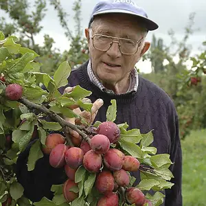 Victoria Plum Patio Fruit Tree in a 5L Pot 80-100cm Tall Grow Your Own Fruit Ready to Plant in Gardens