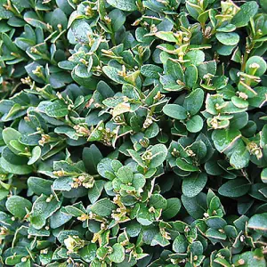 Buxus Sempervirens Hedging in 9cm Pots (Pack of 25)