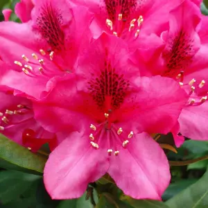 2 x Rhododendron Nova Zembla Plants - 15-20cm in Height - 9cm Pots