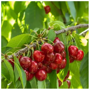 Dwarf Patio Stella Cherry Tree, Self-Fertile& Ready to Fruit.Dark Red,Very Tasty 3FATPIGS