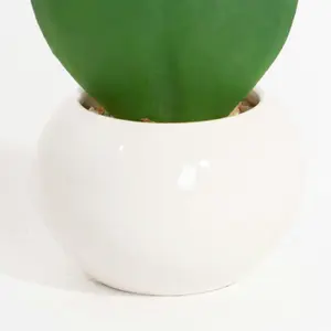 Artificial Hoya Succulent Plant - Potted Fake Plant In Ceramic - Blooming Artificial