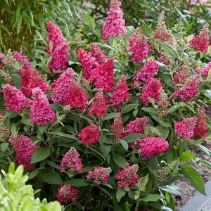 Buddleja Butterfly Candy Little Ruby 3 Litre Potted Plant x 1