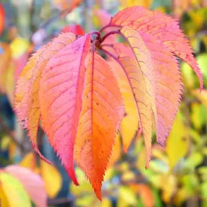 Prunus Autumnalis Tree - White-Light Pink Flowers, Colourful Autumn Foliage, Ornamental (5-6ft)