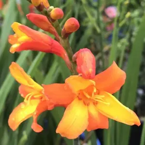 Crocosmia Orange Pekoe - Rich Orange Blooms, Montbretia, Sun (20-30cm Height Including Pot)