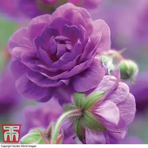 Geranium Double Plenum Violaceum 1 Bare Root